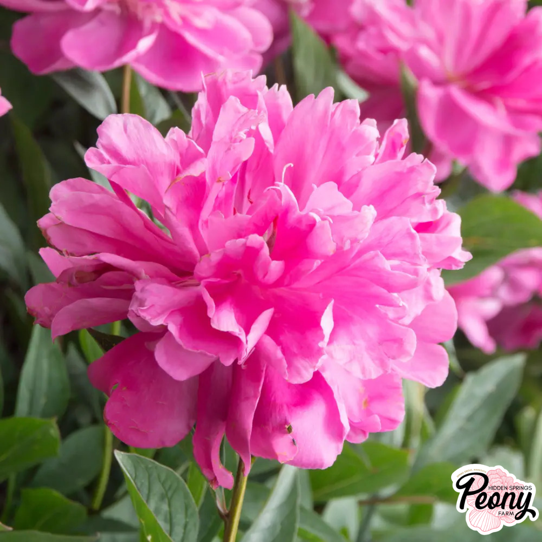 Shirley Temple Peony — Hidden Springs Peony Farm